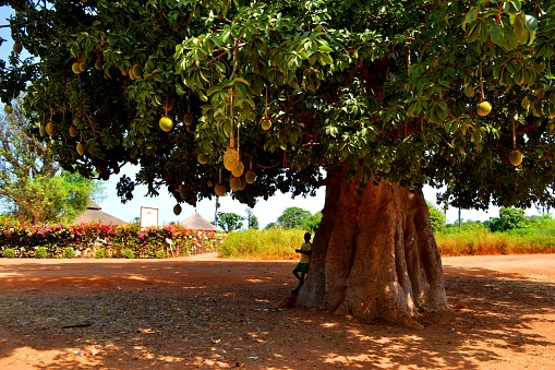 A natural protected area of Sine-Saloum in Senegal
