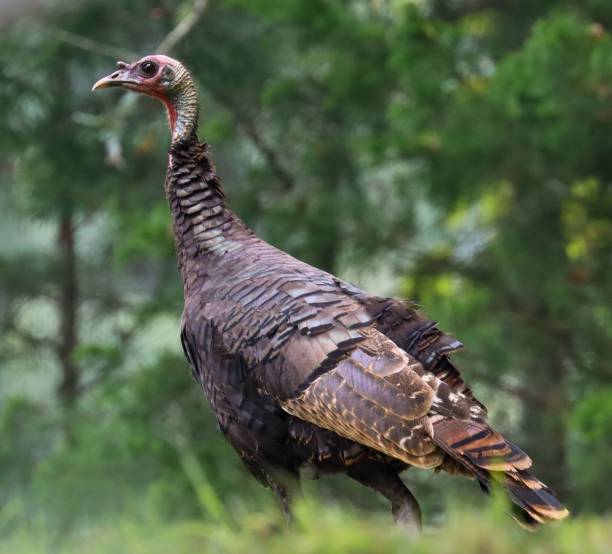 istock Vertical closeup shot of a turkey 1452484210