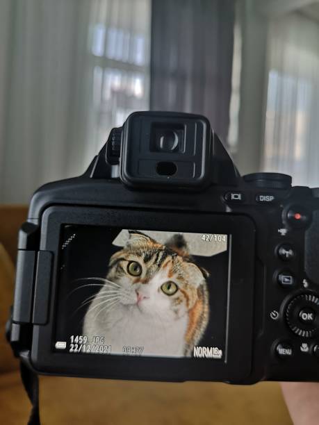 istock Cat with big green cats eyes. Adorable cat withe nice eyes, wearing clothes over white background, white background,nice eyes,cat withe,adorable 1452485141