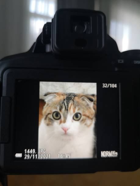istock Cat with big green cats eyes. Adorable cat withe nice eyes, wearing clothes over white background, white background,nice eyes,cat withe,adorable 1452485300