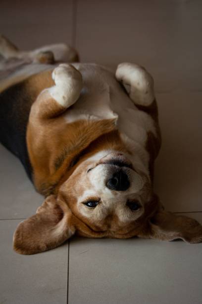 istock Beautiful view of a Beagle posing on the floor 1452486171