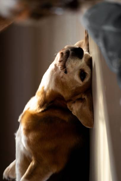 istock Beautiful view of a Beagle posing on the floor 1452486172