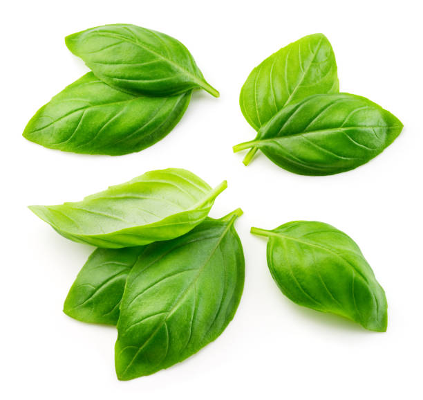 istock Basil isolated. Basil leaf flat lay on white background. Green basil leaves collection top view. Full depth of field. 1452487170