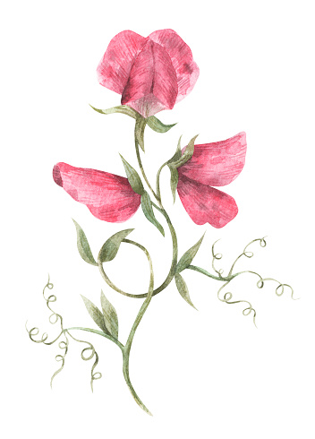 Watercolor illustration of sweet pea. Botanical hand-drawn illustration of sweet pea with pink flowers