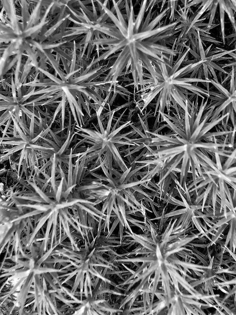 istock Vertical top view of Polytrichum juniper (Polytrichum juniperinum) covered in frost 1452490095