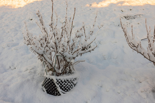 Close up view of currant black plants in snow-covered air pots in garden on frosty winter day. Sweden.