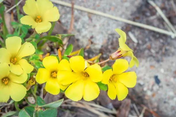 Photo of (Oxalis stricta) common yellow wood sorrel during spring, Cape Town, South Africa