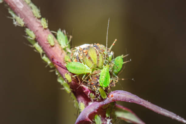 istock (Aphidoidea) Green aphids feeding on a (Sonchus) sow thistle plant, Cape Town, South Africa 1452491149