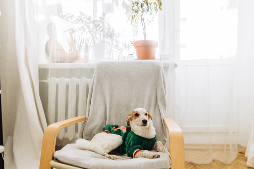 A cute dog in a Christmas sweater lying in the chair in the bright room