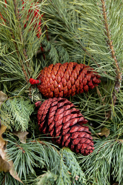 istock Pine branch in early spring. Winter in the forest. Christmas decorations plants 1452492218