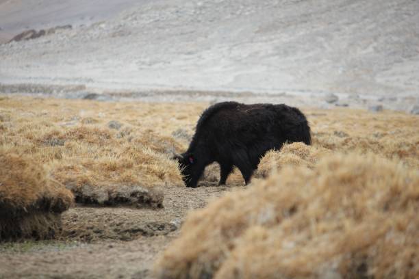 istock Black muskox (Ovibos moschatus) grazing in the field 1452492222