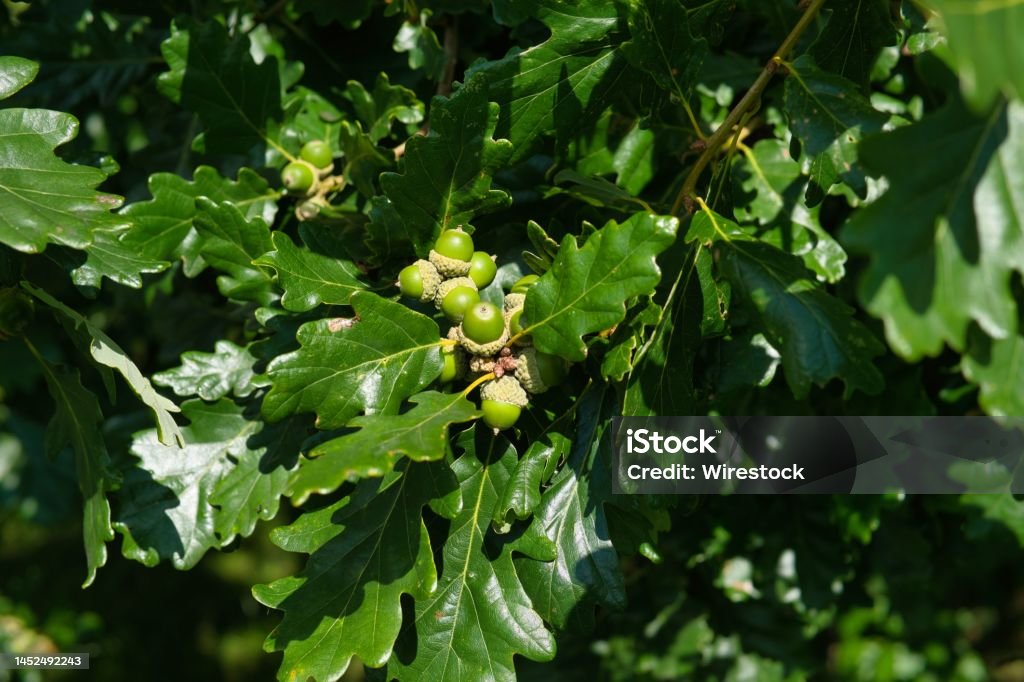 Closeup shot of acorns on the tree in summer A closeup shot of acorns on the tree in summer Acorn Stock Photo