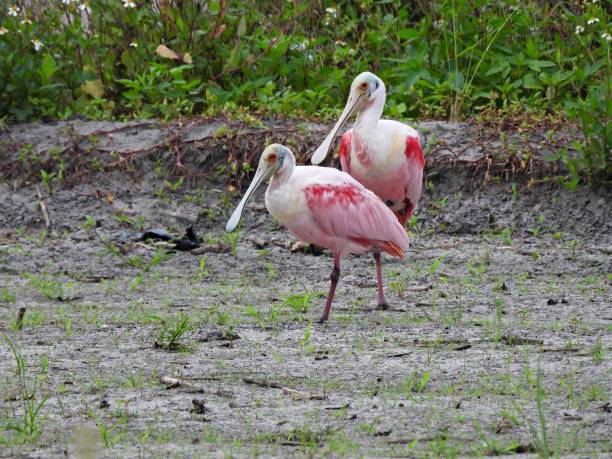 istock Roseate Spoonbills (Platalea ajaja) - resting on an agricultural field 1452493969
