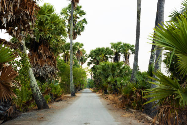istock Country road through sugar palm plantations 1452494565