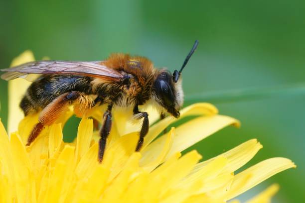 istock Closeup on a female grey-gastered mining bee, Andrena tibialis 1452494634