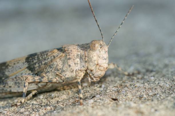 Natural close up of a Mediterranea, grey colored blue winged locust, Sphingonotus caerulans