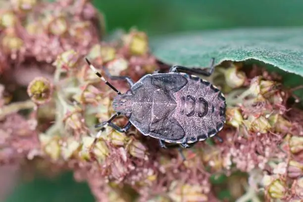 Natural closeup on a nymph of the mottled shieldbug, Rhaphigaster nebulosa in the garden