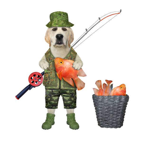 istock Dog labrador fisher holds goldfish 1452495562