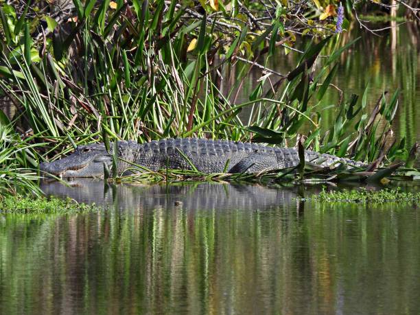 istock American Alligator (Alligator mississippiensis) - resting in the water plants 1452496451