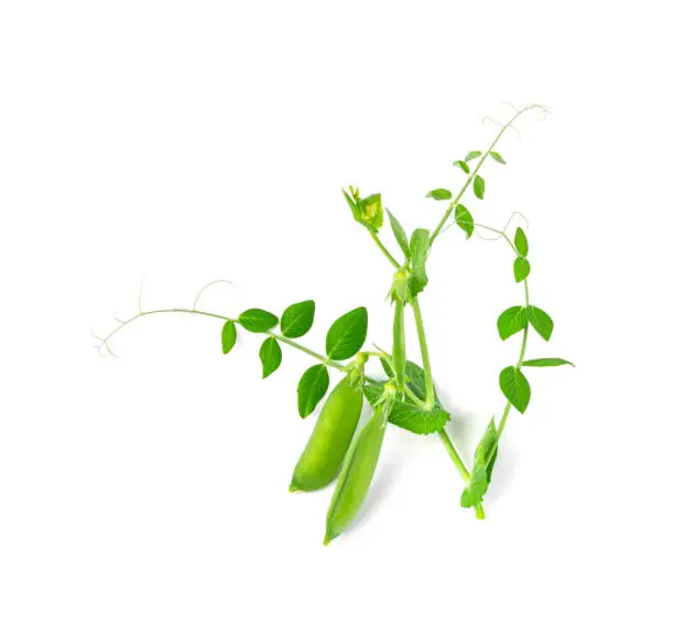 Pea Leaf and Pods Isolated, Green Leaves, Fresh Legumes Sprouts, Spring Pea Shoots, Young Sugar Green Peas on White Background