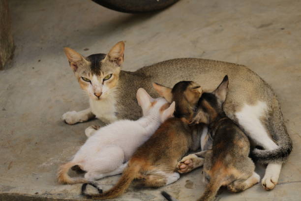 istock Cat cubs eating milk from mother. 1452498020
