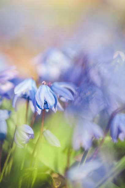 istock Scilla squill - blue first spring flowers in a blurred background. 1452499506