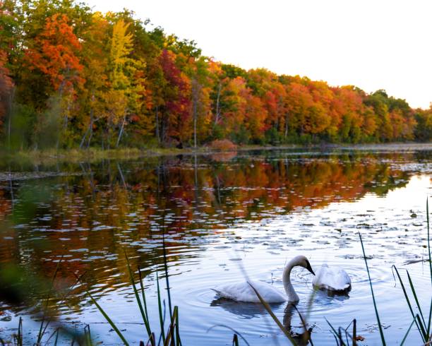 istock Aerial view of lake surrounded by dense autumn trees 1452499574
