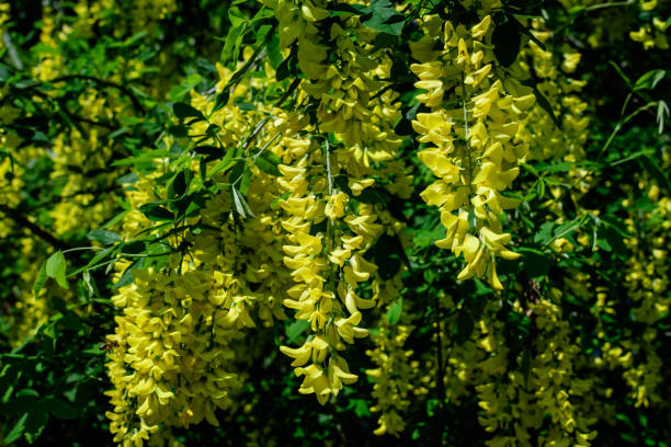 arbre avec de nombreuses fleurs jaunes et bourgeons de laburnum anagyroides, le laburnum commun, la chaîne dorée ou la pluie dorée, en pleine floraison dans un jardin printanier ensoleillé, beau fond floral extérieur - nature rain crop europe photos et images de collection