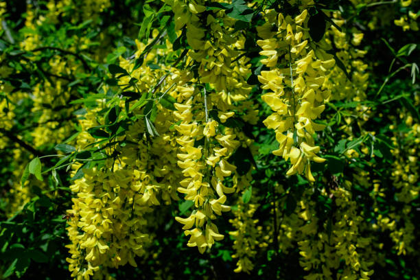 Tree with many yellow flowers and buds of Laburnum anagyroides, the common laburnum, golden chain or golden rain, in full bloom in a sunny spring garden, beautiful outdoor floral background Tree with many yellow flowers and buds of Laburnum anagyroides, the common laburnum, golden chain or golden rain, in full bloom in a sunny spring garden, beautiful outdoor floral background bright yellow laburnum flowers in garden golden chain tree image stock pictures, royalty-free photos & images