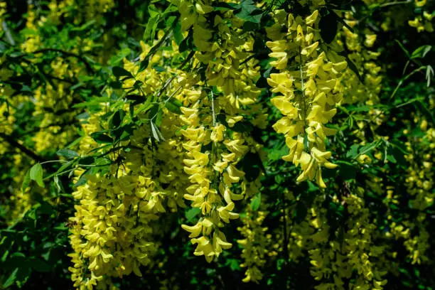 Tree with many yellow flowers and buds of Laburnum anagyroides, the common laburnum, golden chain or golden rain, in full bloom in a sunny spring garden, beautiful outdoor floral background