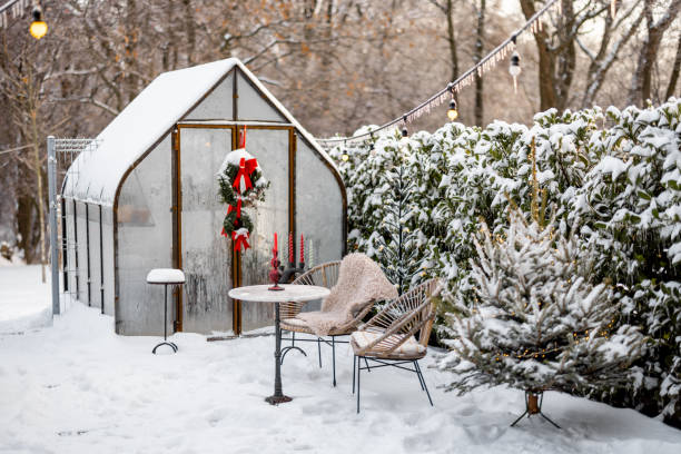 istock Snowy yard with glasshouse and CHristmas tree 1452505442