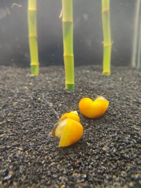 Snails in a fish tank