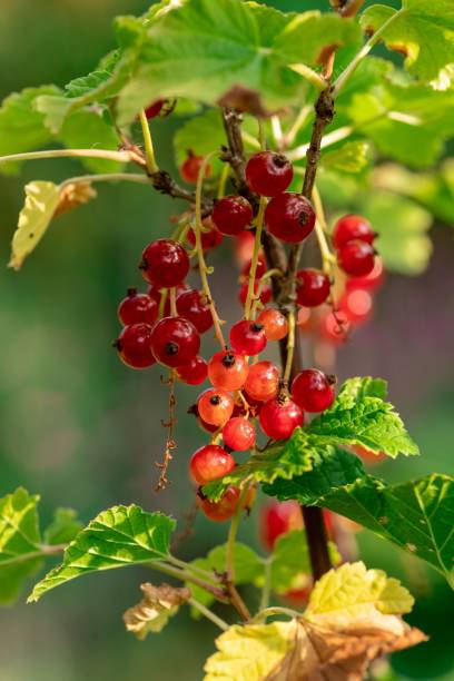 istock Closeup of red gooseberries growing on the tree 1452506225