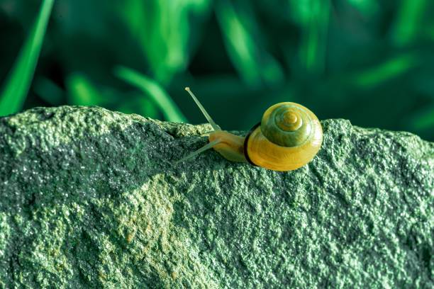 A closeup of a snail on a rock