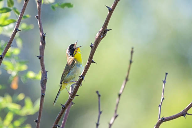 istock Common Yellowthroat Warbler Chirps Loudly 1452506990
