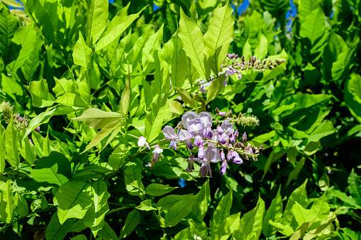 Close up of light pink Wisteria flowers and large green leaves towards cloudy sky in a garden in a sunny spring day, beautiful outdoor floral background