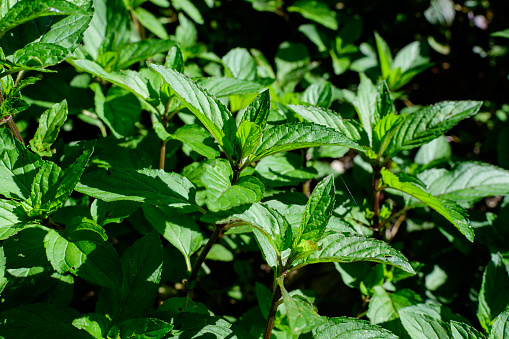 Fresh green peppermint or mentha × piperita, also known as Mentha balsamea leaves in direct sunlight, in an organic herbs garden, in a sunny summer day