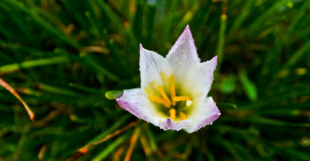 istock ily flower white tulip 1452508788