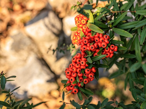 Red, ripe rowanberry on the branch