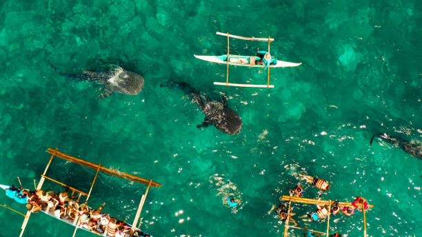 istock Oslob Whale Shark Watching in Philippines, Cebu Island. 1452511416