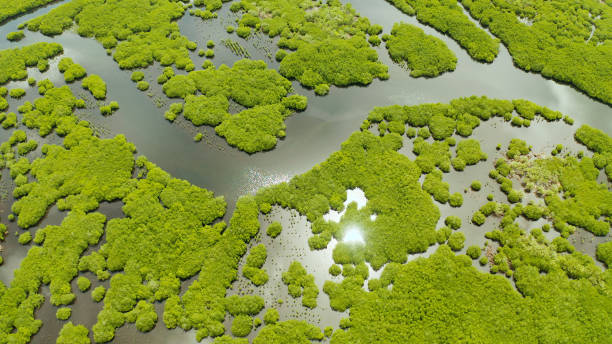 istock Aerial view of Mangrove forest and river. 1452512222