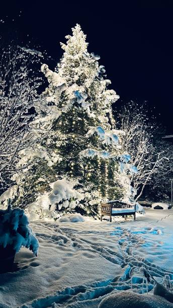 istock Snow covered real outdoor christmas tree at night 1452512559