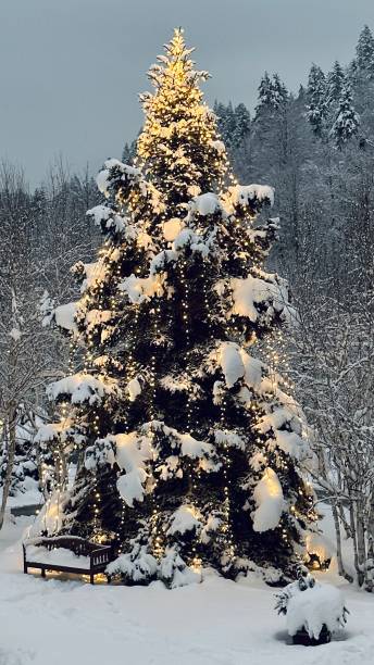 istock Snow covered real outdoor christmas tree 1452512714
