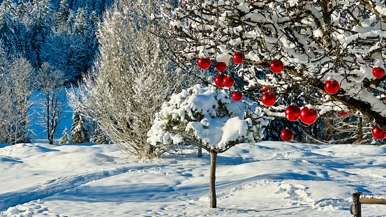 Snow covered real outdoor christmas tree decorated with red baubles