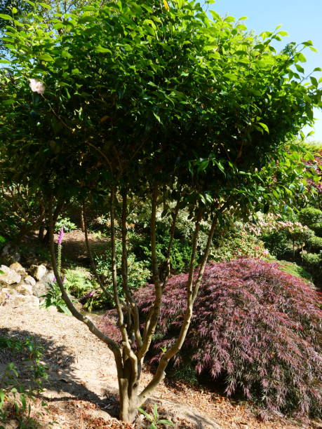istock Camellia, Acer japonicum 1452513015