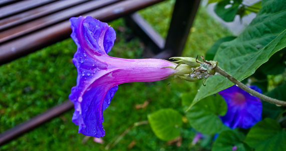 ornamental plants of morning glory flowers in the garden