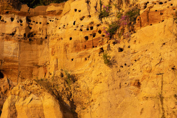 Dark yellow sandy cliff with swallow holes. Sand martin nesting colony. Burrows in the sandy cliff.
