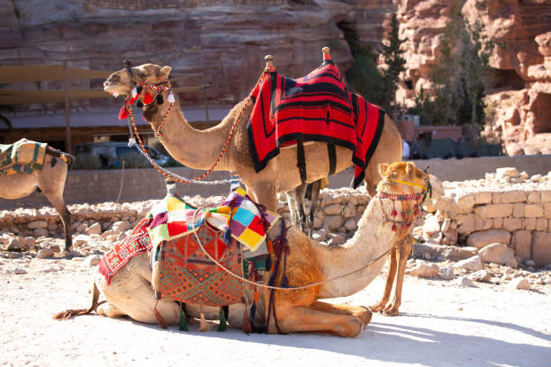 Camels under red rocks in Petra, Jordan