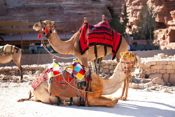 Photo of Camels under red rocks in Petra, Jordan