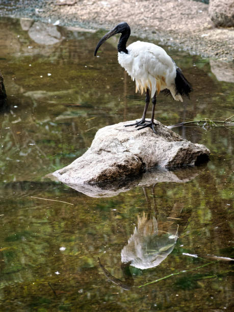 istock African sacred ibis on rock in water 1452515738